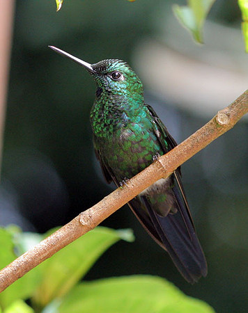Green-crowned Brilliant (Heliodoxa jacula) male