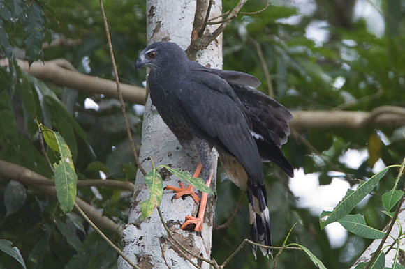 Crane Hawk (Geranospiza caerulescens)