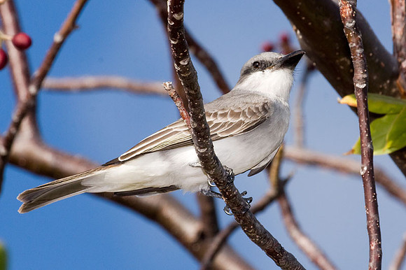 Gray Kingbird (Tyrannus dominicensis)