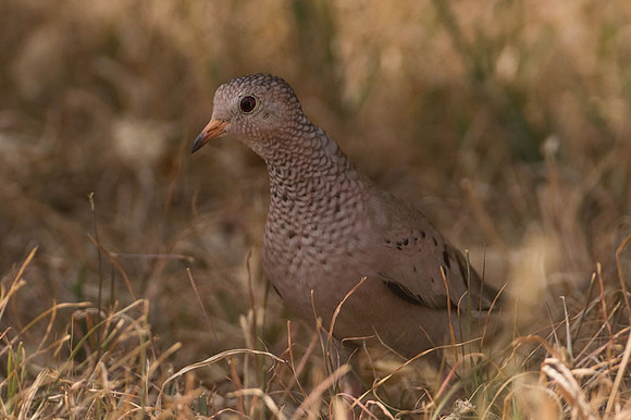 Common Ground Dove (Columbina passerina)