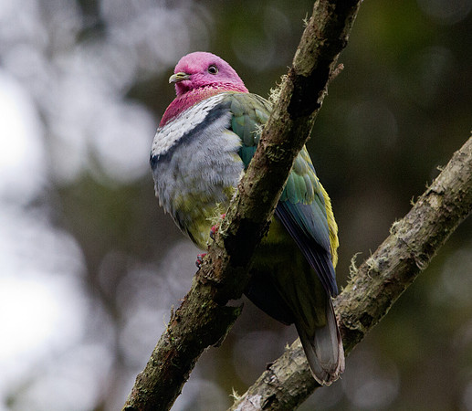 Pink-headed fruit dove (Ptilinopus porphyreus)