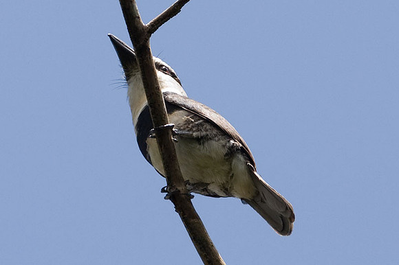 White-necked Puffbird (Notharchus hyperrhynchus)