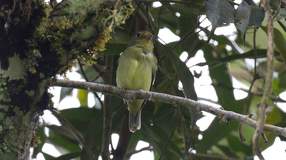 Wing-barred Piprites (Piprites chloris)