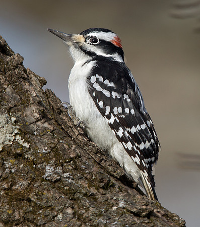 Hairy woodpecker (Leuconotopicus villosus) Male