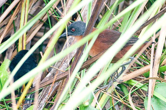 Ruddy Crake (Laterallus ruber)
