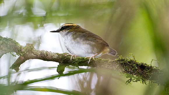 Bornean Stubtail (Urosphena whiteheadi)