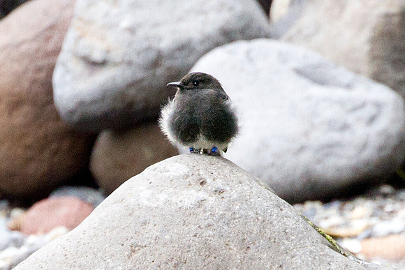 Black Phoebe (Sayornis nigricans)