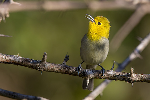 Yellow-headed warbler (Teretistris fernandinae)