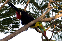 Keel-billed Toucan (Ramphastos sulfuratus) also known as Sulfur-breasted Toucan, Rainbow-billed Toucan