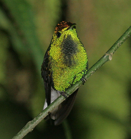 Coppery-headed Emerald (Elvira cupreiceps)