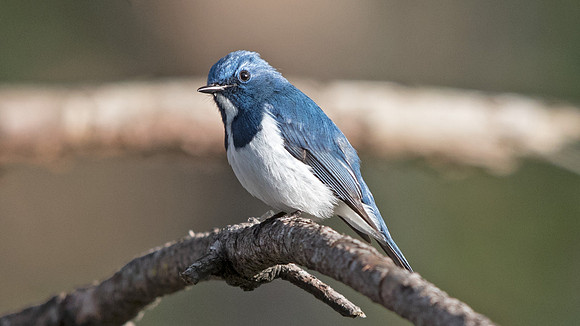 Ultramarine flycatcher (Ficedula superciliaris) Male