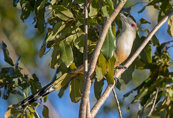 Great lizard cuckoo (Coccyzus merlini)