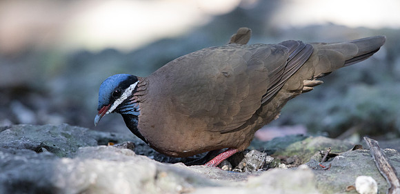 Blue-headed quail-dove (Starnoenas cyanocephala)