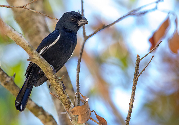 Cuban bullfinch (Melopyrrha nigra)