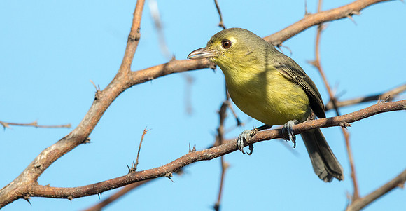 Cuban vireo (Vireo gundlachii)