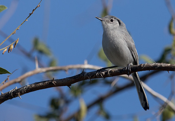 Cuban Gnatcatcher (Polioptila lembeyei)