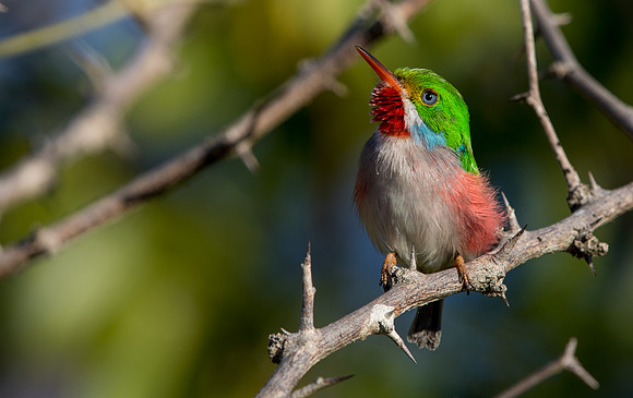 Cuban tody (Todus multicolor)