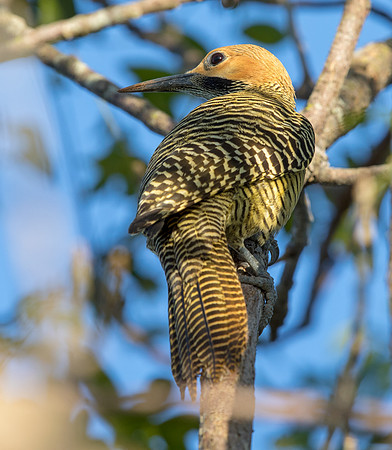 Fernandina's flicker (Colaptes fernandinae)