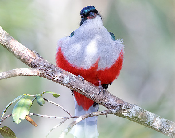 Cuban trogon or tocororo (Priotelus temnurus)
