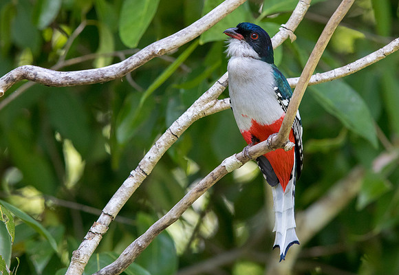 Cuban trogon or tocororo (Priotelus temnurus)