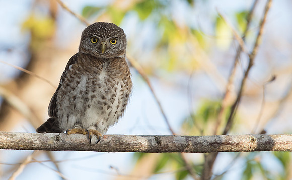 Cuban pygmy owl (Glaucidium siju)
