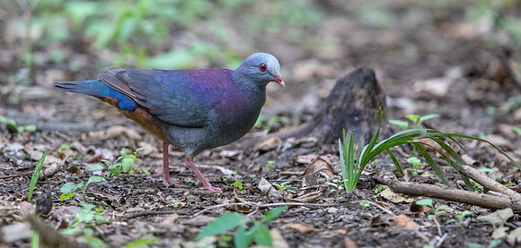 Grey-fronted quail-dove (Geotrygon caniceps)
