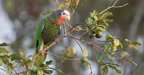Cuban amazon (Amazona leucocephala)