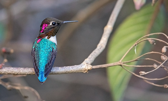 Bee hummingbird or zunzuncito  (Mellisuga helenae)