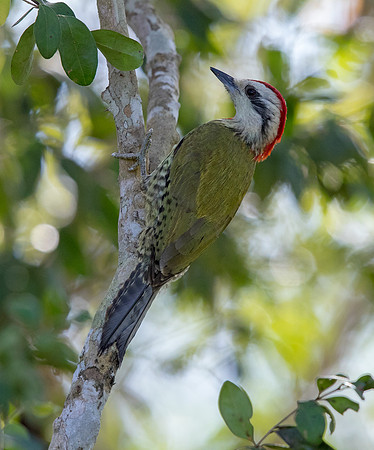 Cuban green woodpecker (Xiphidiopicus percussus)