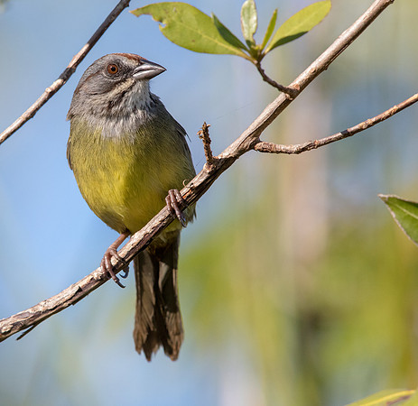Zapata sparrow (Torreornis inexpectata)