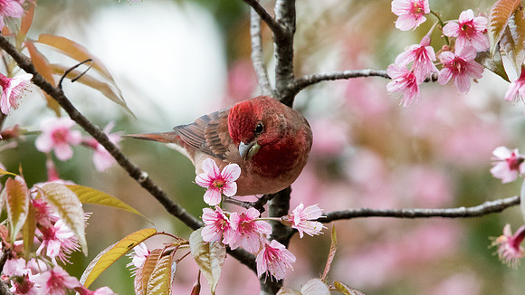 Common rosefinch (Carpodacus erythrinus)