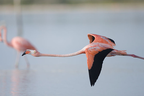 American Flamingo (Phoenicopterus ruber)