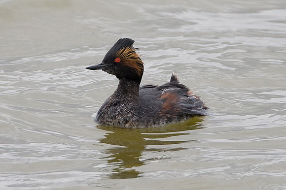 Eared Grebe (Podiceps nigricollis) also known as Black-necked Grebe