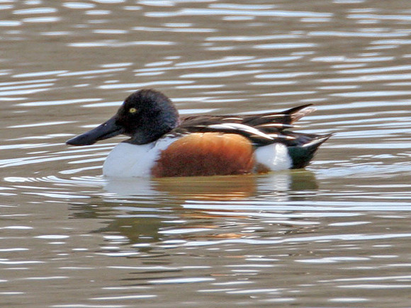Northern Shoveler (Anas clypeata)
