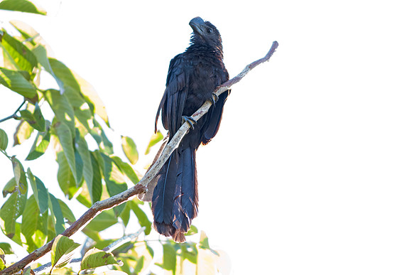 Smooth-billed Ani (Crotophaga ani)