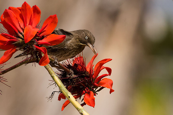 Pearly-eyed Thrasher (Margarops fuscatus)