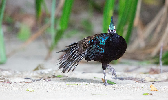 Palawan peacock-pheasant (Polyplectron napoleonis) Male