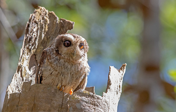 Bare-legged owl or Cuban screech owl (Margarobyas lawrencii)