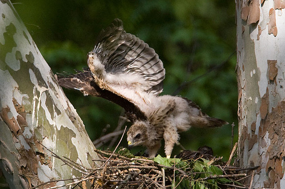Red-shouldered Hawk (Buteo lineatus) juvenile