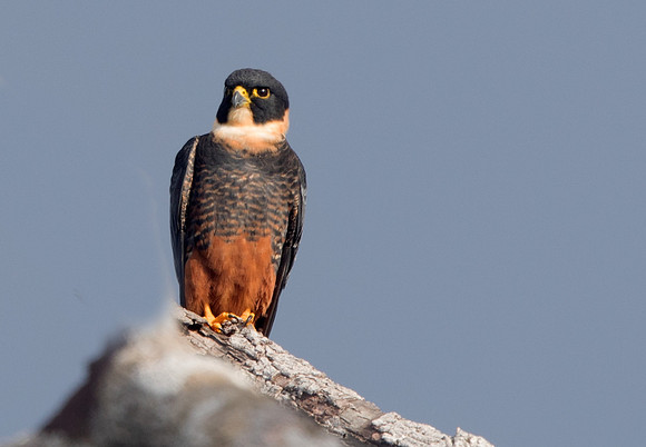 Bat falcon (Falco rufigularis)