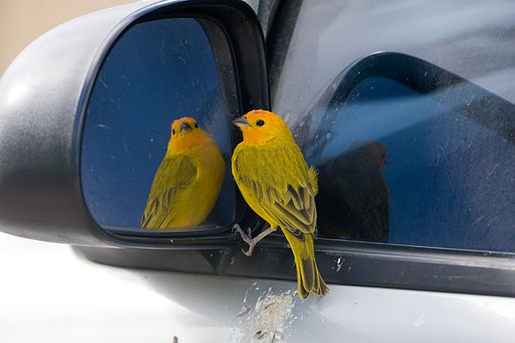 Saffron Finch (Sicalis flaveola)