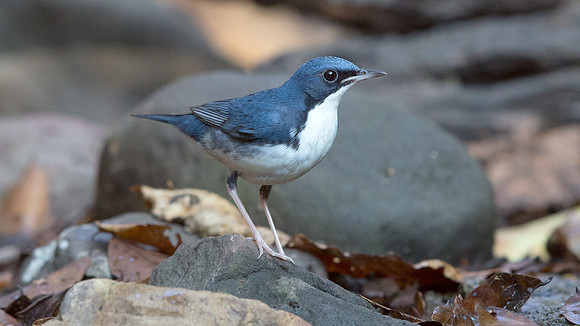 Siberian blue robin (Luscinia cyane)