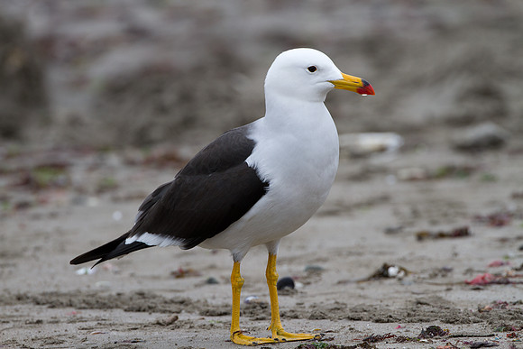 Belcher's Gull (Larus belcheri)