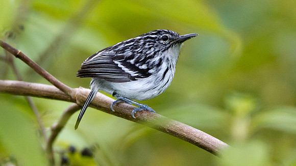 Stripe-chested Antwren (Myrmotherula longicauda)