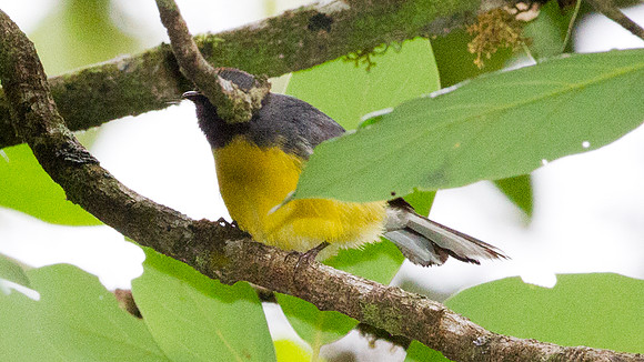 Slate-throated Redstart (Myioborus miniatus)