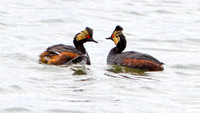 Eared Grebe (Podiceps nigricollis) also known as Black-necked Grebe