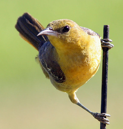 Hooded Oriole (Icterus cucullatus) female