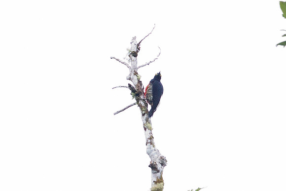 Yellow-tufted Woodpecker (Melanerpes cruentatus)