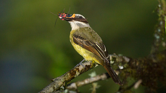 Golden-crowned Flycatcher (Myiodynastes chrysocephalus)
