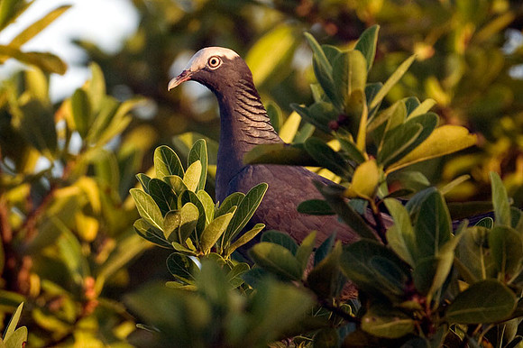 White-crowned Pigeon (Patagioenas leucocephala)
